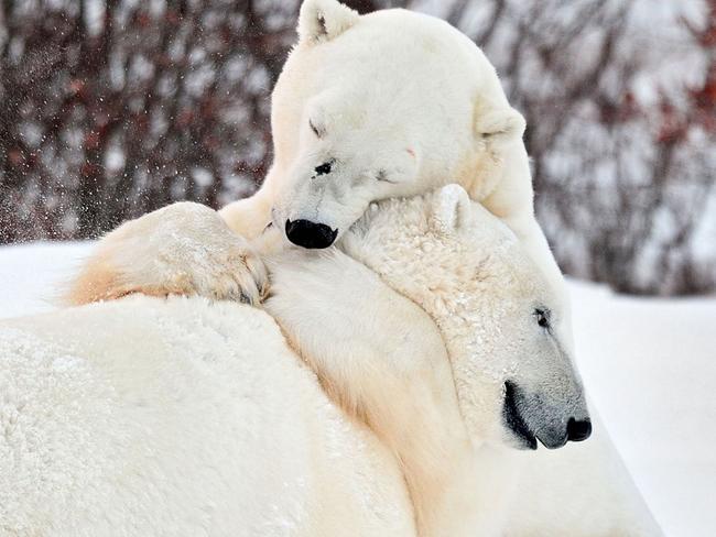 MUST NOT PUBLISH BEFORE February 11th 2017. VALENTINES FEATURE FOR SUNDAY PAPERS-  **NOT FOR SALE IN RUSSIA / POLAND** PIC BY TISHCENKO ALEXEY / CATERS NEWS - (PICTURED Two polar bears having a cuddle iin Manitoba in Canada.) -A cosy pug and chick, adorable meerkats, and an orphaned polar bear cuddling a teddy are just some of the seriously cute animals featured in this gallery. In one snap, a lion is spotted leaning down to embrace its cub,,and in another a brown bear picks up its offspring to give it a little cuddle. Meanwhile, an owl and a fox get close to each other, whilst a lion and his lioness snuggle together whilst having a nap. One particularly cute snap captures a small monkey resting on the back of a lion cub, as the two new friends become acquainted. SEE CATERS COPY.