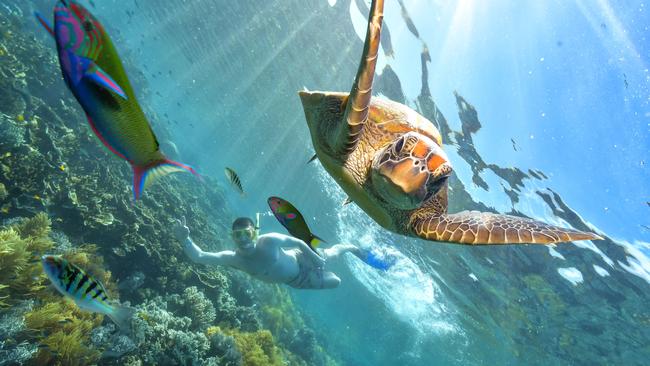 Tourist Chris Coleman diving at Moore Reef at the weekend. The Australian team was ‘blindsided’ by moves to declare the Barrier Reef in-dange. Picture: Kelvin Law