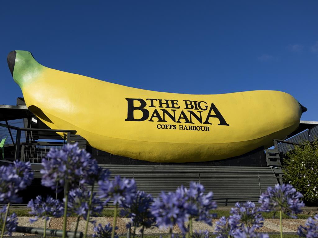 The area is already known as the home of another piece of big fruit, Coffs Harbour’s Big Banana, but the world record giant blueberry is real. Picture: Matt Jelonek/Getty Images