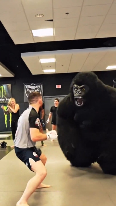UFC star answers the man v gorilla debate
