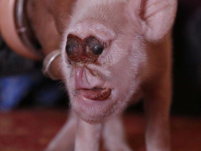 web rights only: A piglet with the face of a monkey has been born in a remote Chinese village in southwest China's Guizhou province, astonishing local residents. The animal has a bulging forehead, very small snout and eyes that are so close together that they appear almost attached. Its front legs are much shorter than its back legs, causing it top hop rather than walk on all fours like a normal piglet. The animal was one of five piglets recently born to a sow owned by a family in Cailin village, Shaopu township, Zhijin county. Must credit Australscope
