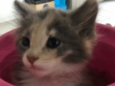 Cotton Candy, one of two kittens allegedly drowned in a crab pot in Monterey Keys. Picture: supplied