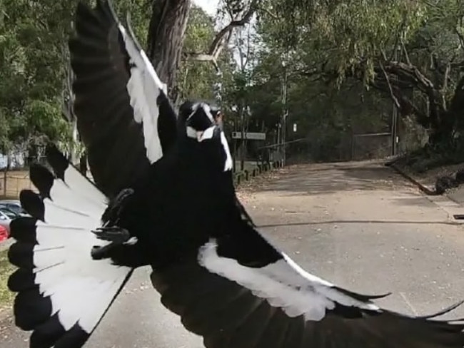 A swooping magpie giving chase.