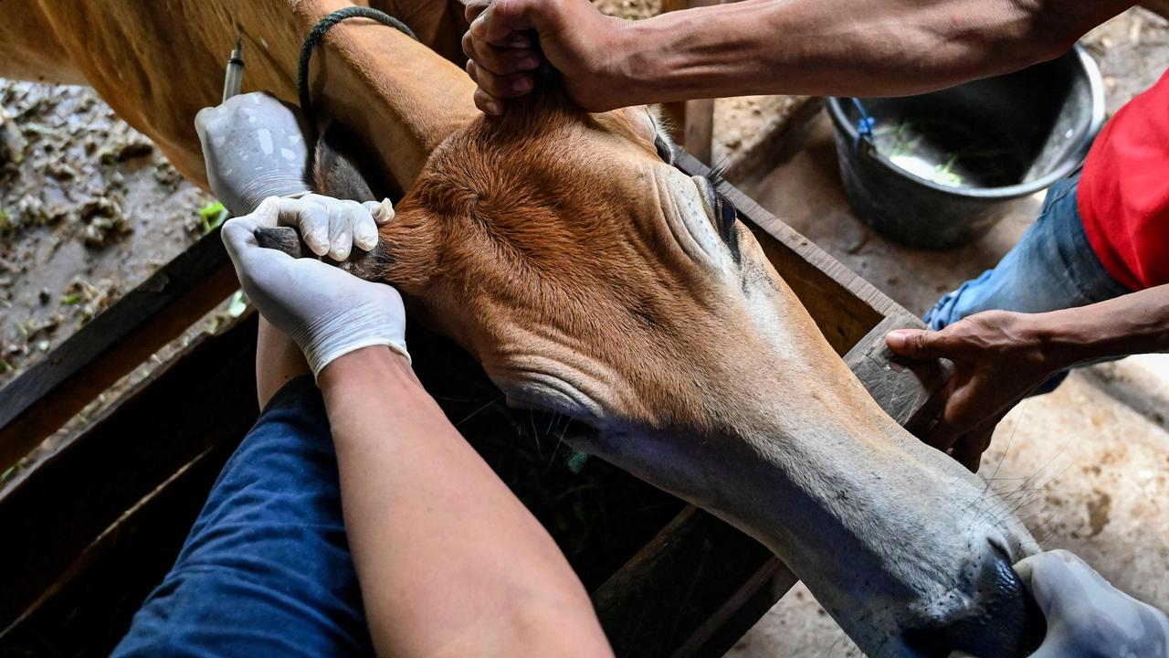 A vet administering a vaccine for foot and mouth disease in Indonesia’s Aceh province. Picture: Chaideer Mahyuddin/AFP