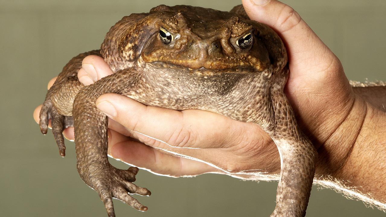 Invasive Natives Cane Toads Could Become Aussies Geelong Advertiser