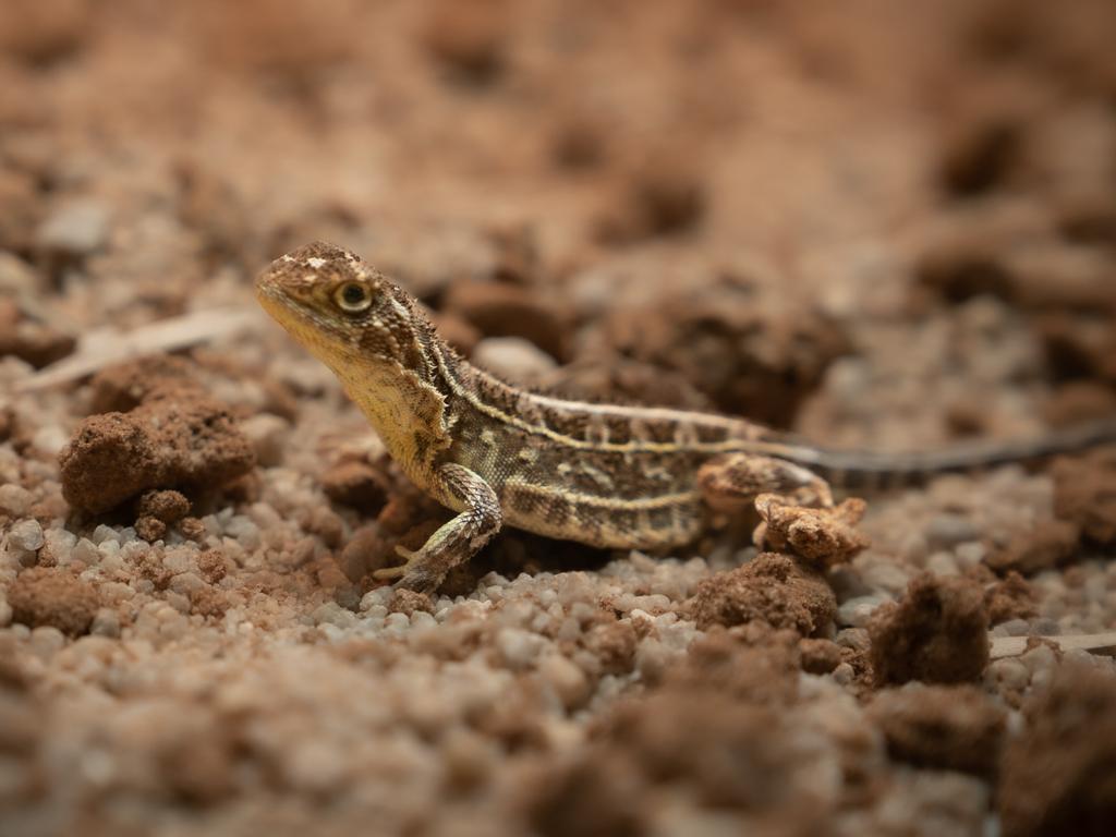 Victorian grassland earless dragon lizard could block 300,000 new Vic ...