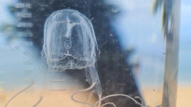 Irukandji have been caught at Palm Cove in FNQ on January 18 and the beach is closed due to the danger these stingers present. Six people were admitted to Cairns Hospital after being stung by the jellyfish at several Cairns beaches.