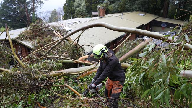 Wild weather brought down trees near Sassafras in the Dandenongs on Friday morning. Picture: David Crosling