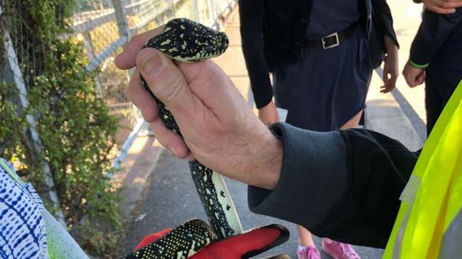 This diamond python arrived at Wollstonecraft railway station. Picture: Sydney Wildlife