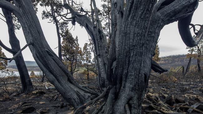 Burnt pencil pines in Lake Mackenzie after fire burnt the highlands following a dry lightning strike in 2016. Picture: Rob Blakers