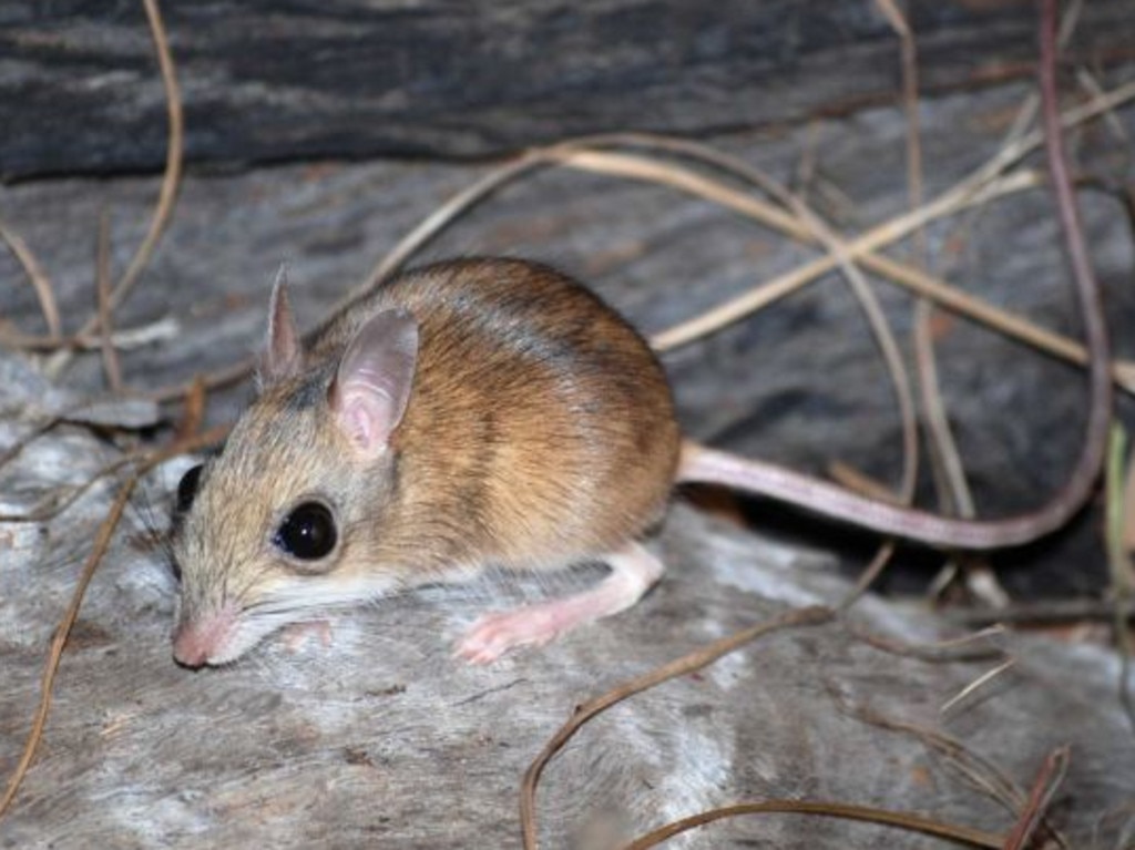 <p>The Northern Hopping Mouse measures around 10 centimetres from tip of snout to base of its tail. Picture: REBECCA DIETE</p>