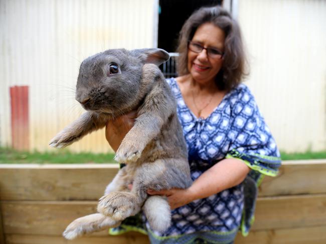 Rabbit Saved By Being Sent South From Queensland Daily Telegraph