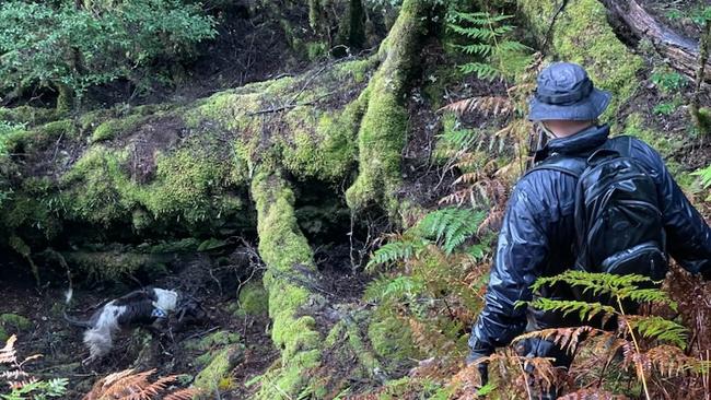 NSW Police dog handler Senior Constable Chris Hill and 5-year-old cadaver dog Wags searching for missing Belgian tourist Celine Cremer at Philosopher Falls on Tasmania's West Coast. Picture: Tasmania Police