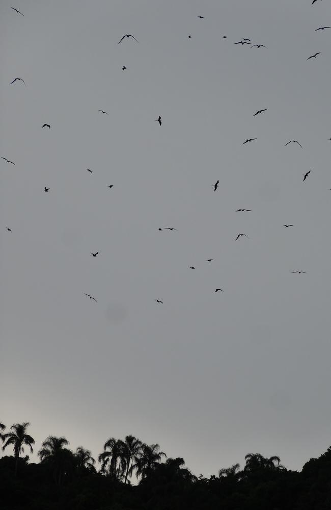 The snakes feed on migrating birds and as there is a shortage of the birds due to deforestation, it in turn is affecting the snakes.