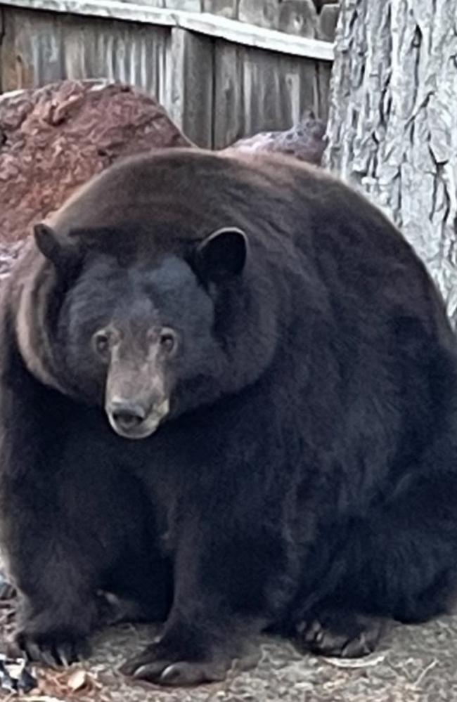 Hank the Tank. Picture: Bear League/Facebook