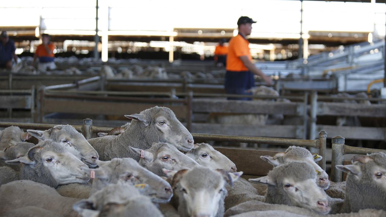 Sheep being loaded on trucks bound for port. Picture: Philip Gostelow.