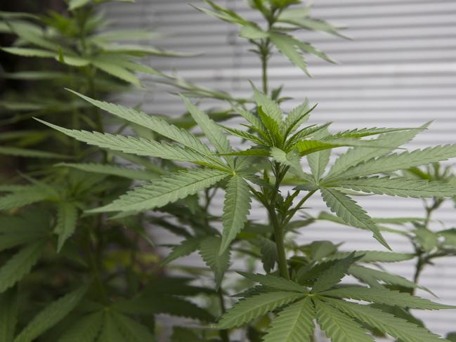 Toowoomba man caught growing cannabis inside his home