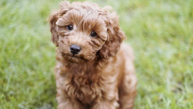 You should collate all the evidence about what happened to the cavoodle. Picture: iStock