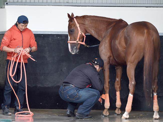 Japanese visitor Curren Mirotic is prepared for his wash after a trackwork session. Picture: Nicole Garmston