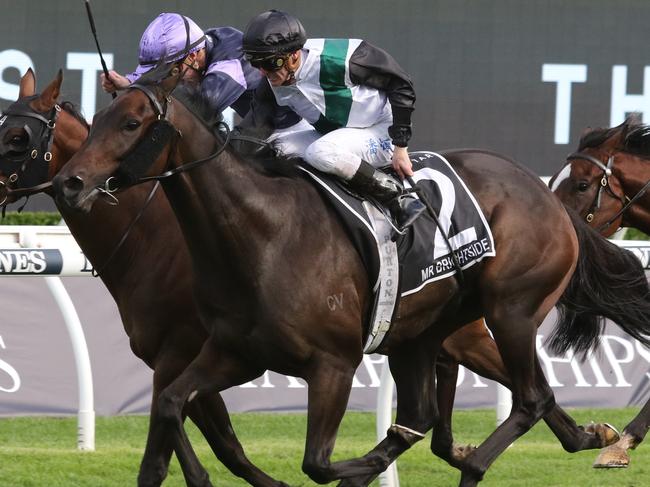 Star miler Mr Brightside and Craig Williams can add the Group 1 King Charles III Stakes to their incredible record at Ranwick on Saturday. Picture: Grant Guy