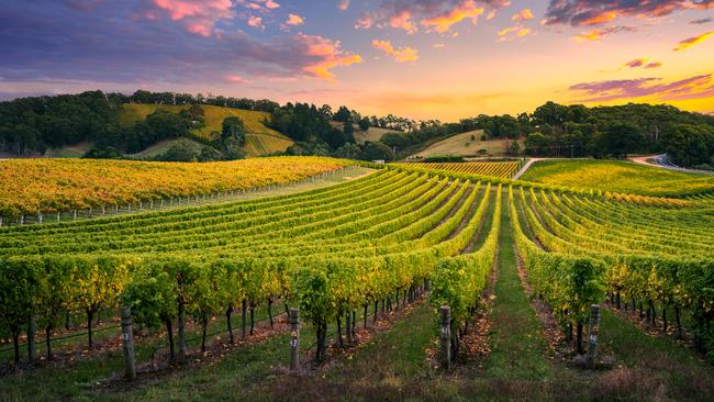 Australian producers have some fine stock to offload, meaning big savings for wine lovers.