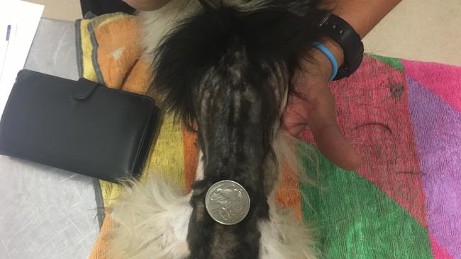 A 20 cent coin shows the severely emaciated frame of one of the seized dogs. Picture: RSPCA NSW