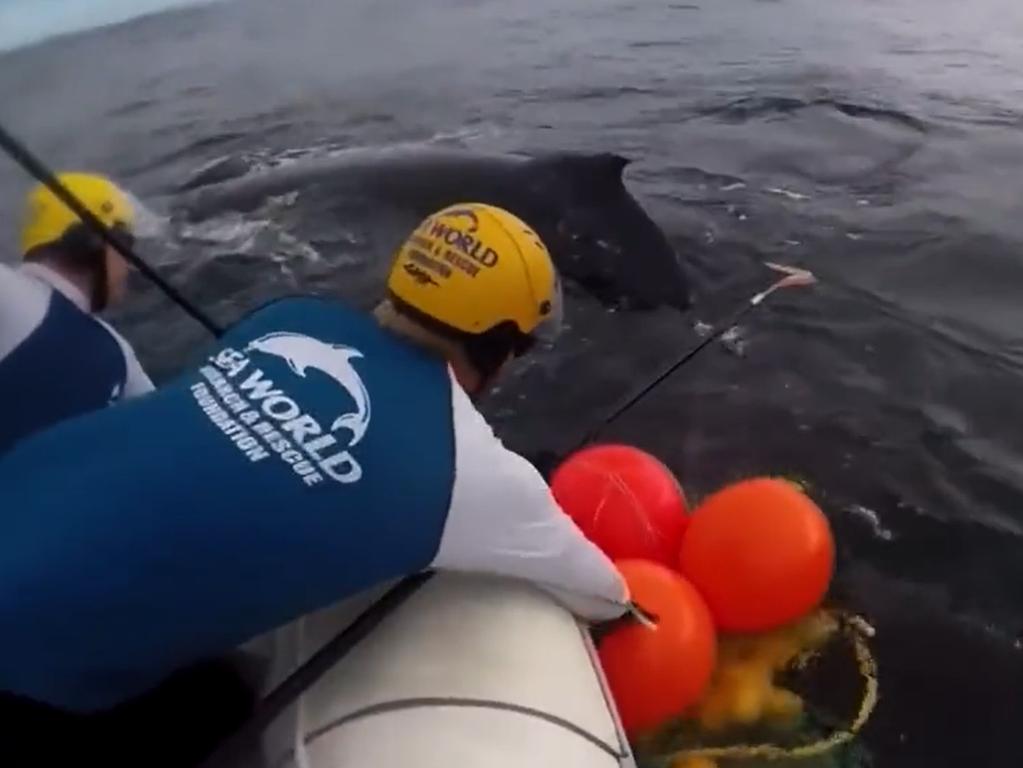 Sea World staff attempt to free a whale trapped in nets at Snapper Rocks on the Gold Coast in Queensland. Picture: Twitter