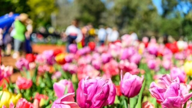 Supplied Editorial Tulips at Araluen Botanic Park in Roleystone, Western Australia.