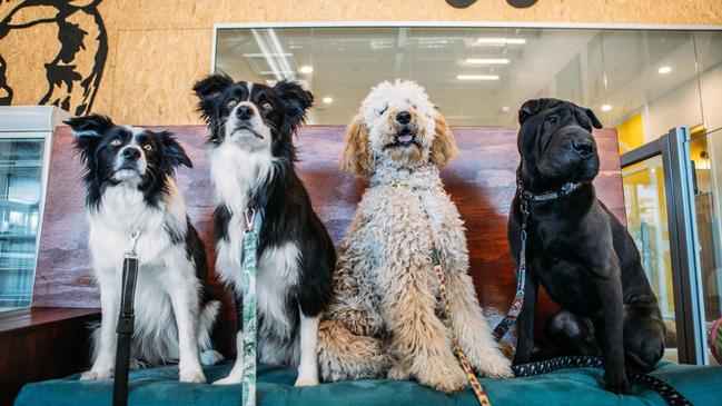 Maggie's Dog Cafe, Shop and Salon has been voted Australia's favourite pet friendly cafe.