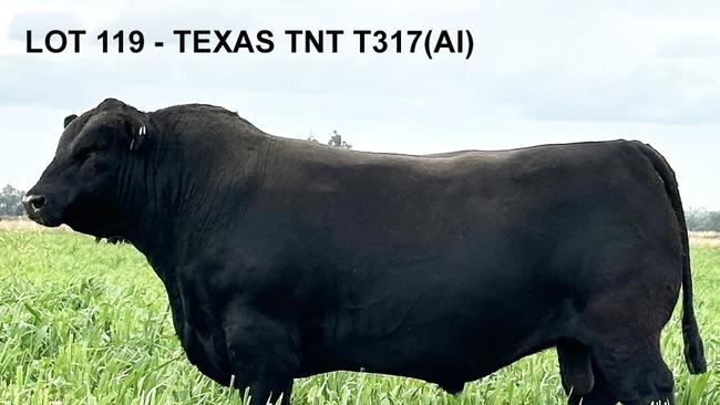 Texas Angus from Warialda, NSW, sold Texas TNT for $100,000 at its bull sale this week.