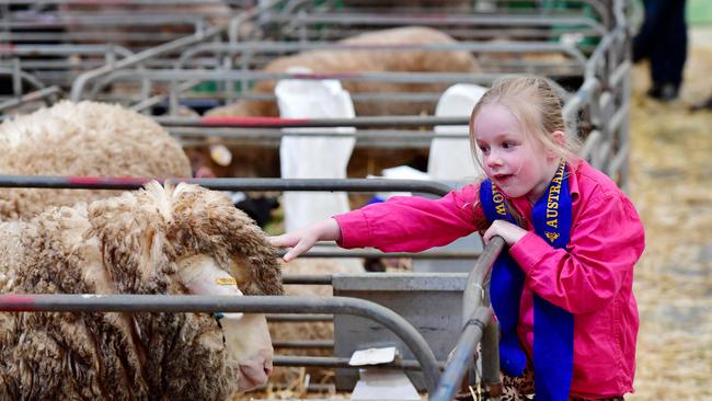 Indie Hay from Kamarooka Park Poll Merinos. Picture: Zoe Phillips