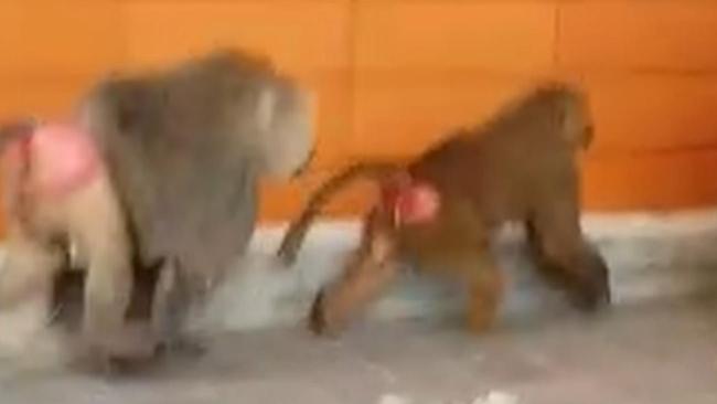 Two of the three baboons that escaped from Sydney's RPA Hospital on Tuesday before being recaptured. Picture: Seven News