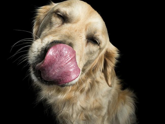 Monty, the Golden Retriever, from 