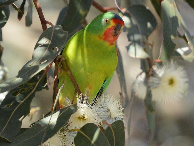 The critically endangered swift parrot.