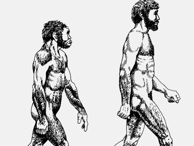 23/09/1996 PIRATE: 24/09/96 Illustration of homo erectushomo sapien, sapiens. neanderthal man. cave man. f/l Pic. Supplied