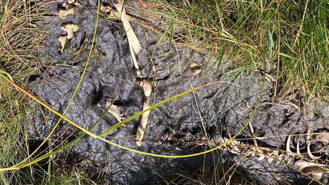 Bleached bones amid black discharge from TasWater's Campbell Town water treatment plant. Picture: Supplied