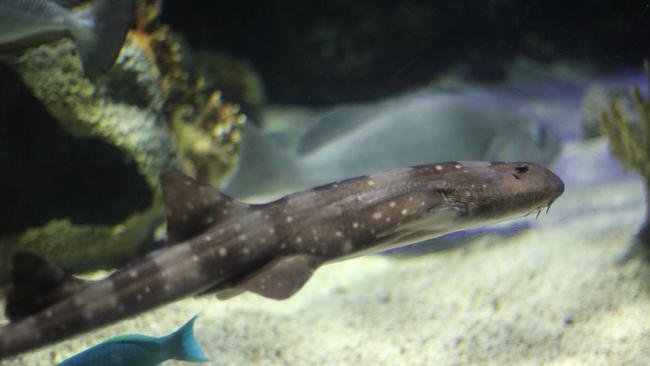 A white-spotted bamboo shark, like the one that shares a tank with Charlotte. Picture: Bennett Graff / Wikimedia Commons