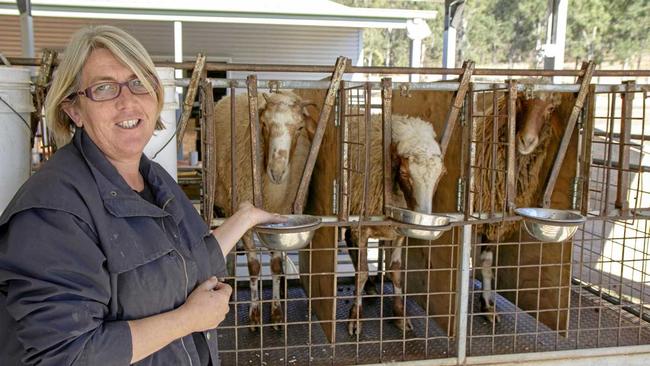 WITH THE GIRLS: Di Piggott stands with Awassi ewes being milk. Picture: Dominic Elsome