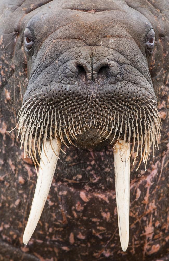 Walrus, Svalbard, Norway. Picture: Will Burrard Lucas/topwilldlifesites.com