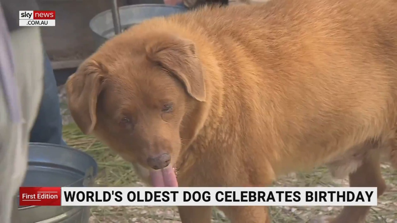 World’s oldest dog turns 31