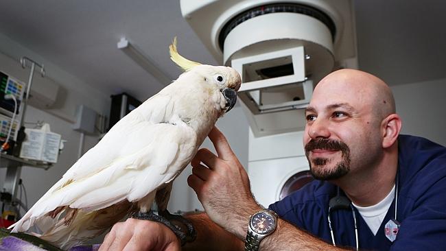 Brisbane vets keen to save “Cocky” with radiation treatment | The Courier  Mail