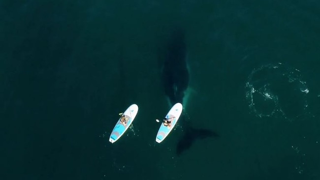 At one point a full grown whale was directly beneath Jeff Weatherall at Hastings Point, Northern NSW. Vision from Tim Beban, Surfboard Warehouse.