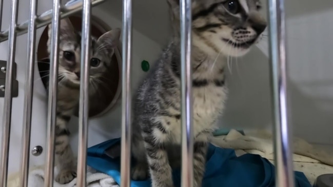 Flushing cat feces outlet down the toilet