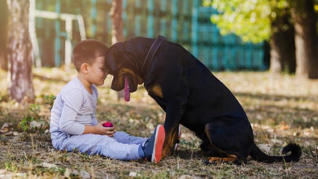 The Toowoomba Regional Council will install lighting and security at the Queens Park off-leash dog park.