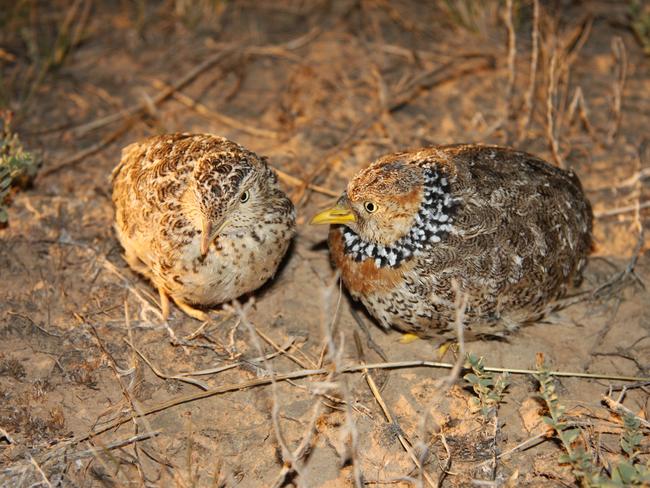 Plains wanderer birds. Picture: Supplied