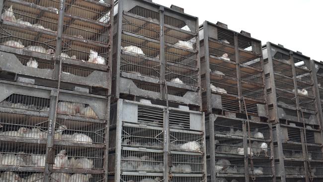 Protesters from Animal Liberation Queensland stop trucks at Ingham's Murarrie slaughterhouse in Brisbane this week. Picture: Brian Bennion