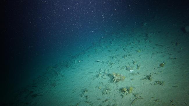 CSIRO researchers believe they've spotted a narrowbody handfish for the first time in over 25 years. Picture: CSIRO.