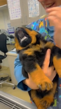 Dramatic puppy is not having it during his vet checkup