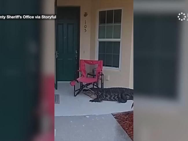 Wildlife officers wrangle alligator with chair stuck on its head