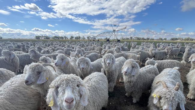 Angora goats on GT Ferreira's property near Howlong, NSW.